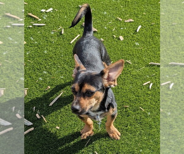 Medium Photo #2 Chiweenie Puppy For Sale in St. Louis Park, MN, USA