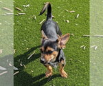 Small #1 Chiweenie