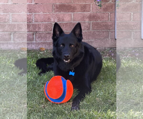 Medium Photo #1 German Shepherd Dog Puppy For Sale in San Diego, CA, USA