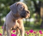 Small #7 Cane Corso