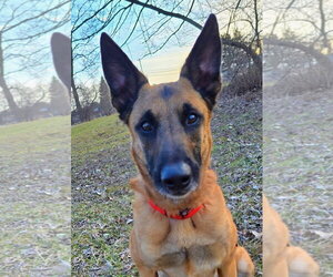 Mutt Dogs for adoption in Stevens Point, WI, USA