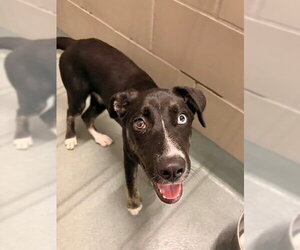 Labrador Retriever-Unknown Mix Dogs for adoption in Baytown, TX, USA
