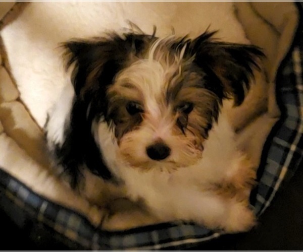 Medium Photo #5 Yorkshire Terrier Puppy For Sale in HUDDLESTON, VA, USA