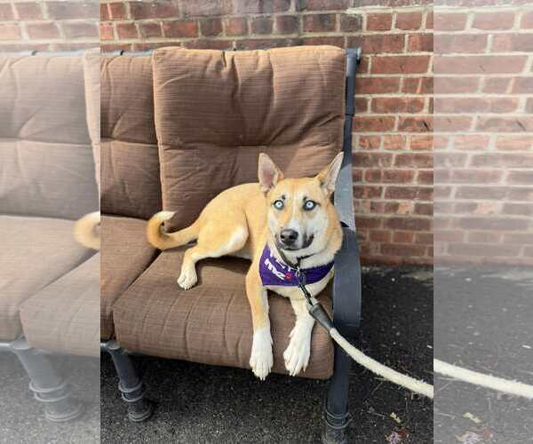 Medium Photo #2 Mutt Puppy For Sale in Westwood, NJ, USA