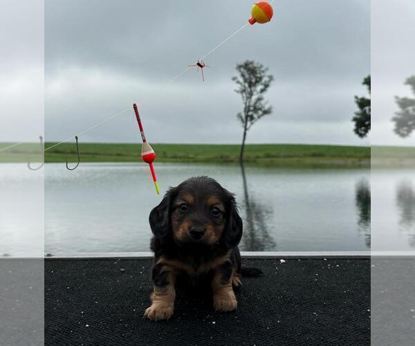 Medium Photo #11 Dachshund Puppy For Sale in LOOGOOTEE, IN, USA