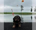Small Photo #11 Dachshund Puppy For Sale in LOOGOOTEE, IN, USA