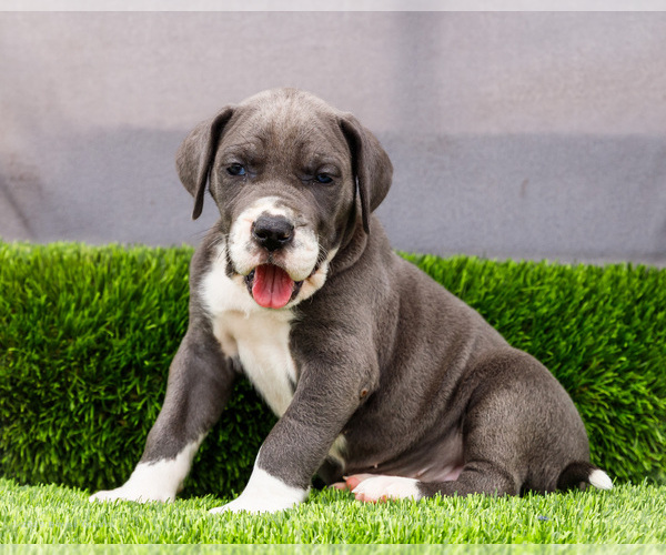 Medium Photo #1 Great Dane Puppy For Sale in WAKARUSA, IN, USA