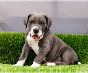 Medium Great Dane