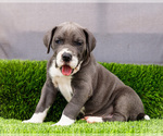 Puppy Karen Great Dane