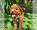Small #2 Goldendoodle (Miniature)