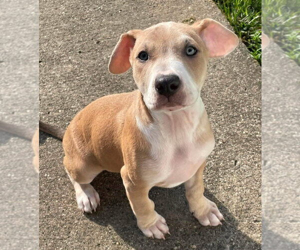 Medium Photo #16 Mutt Puppy For Sale in Wenonah, NJ, USA