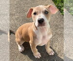 Small #15 Mutt