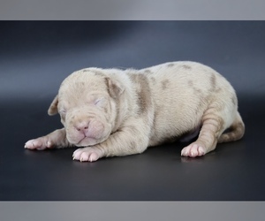 American Bully Puppy for sale in CHAMPAIGN, IL, USA