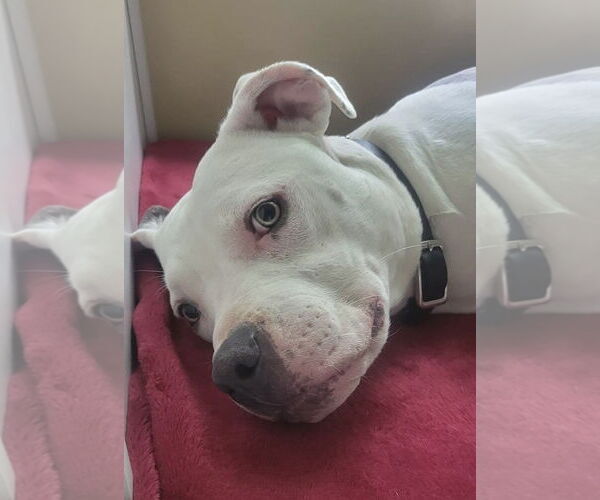 Medium Photo #12 American Pit Bull Terrier-Unknown Mix Puppy For Sale in Germantown, OH, USA