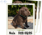 Puppy Nala Labrador Retriever