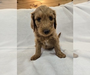 Labradoodle Puppy for sale in WILLIAMSTOWN, KY, USA
