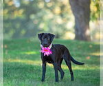 Small Photo #2 Chocolate Labrador retriever-Unknown Mix Puppy For Sale in Unionville, PA, USA