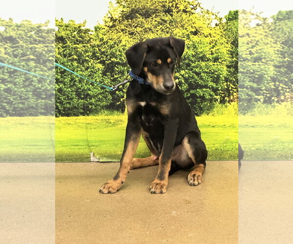 Medium Photo #8 Labrottie Puppy For Sale in Munford, TN, USA