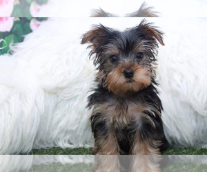 Yorkshire Terrier Puppy for sale in MARIETTA, GA, USA