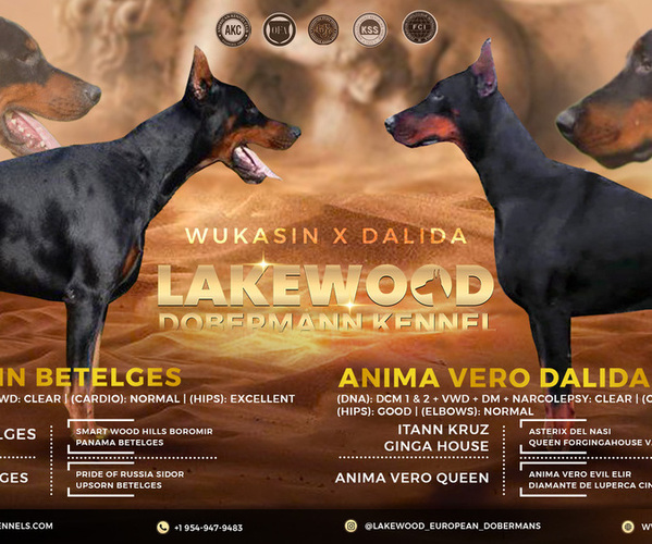 Medium Photo #1 Doberman Pinscher Puppy For Sale in FORT LAUDERDALE, FL, USA