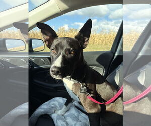 TJ - Male Mutt Dog for Adoption - Photo #3
