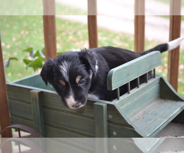 Medium Photo #4 Border Collie Puppy For Sale in GREENWOOD, WI, USA