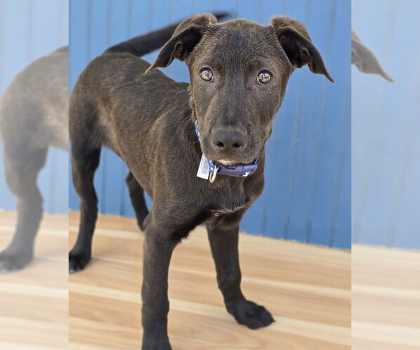 Medium Photo #8 Labrador Retriever-Unknown Mix Puppy For Sale in Lakewood, CO, USA