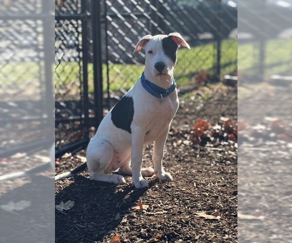 Medium Photo #22 American Staffordshire Terrier-Labrador Retriever Mix Puppy For Sale in Brewster, NY, USA