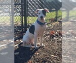 Small #21 American Staffordshire Terrier-Labrador Retriever Mix