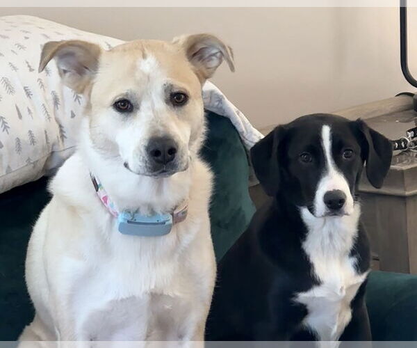 Medium Photo #4 Australian Shepherd-Beagle Mix Puppy For Sale in Wakefield, RI, USA