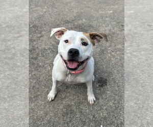Olive Mini Pittie - Female Mutt Dog for Adoption - Photo #2