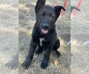 German Shepherd Dog Puppy for sale in WACO, TX, USA