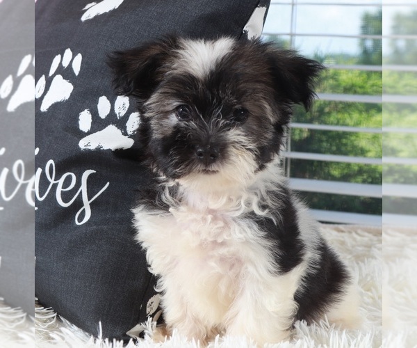 Medium Photo #4 Havanese Puppy For Sale in MOUNT VERNON, OH, USA