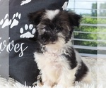Small #3 Havanese