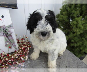 Saint Bernard Puppy for sale in JACKSON, MI, USA