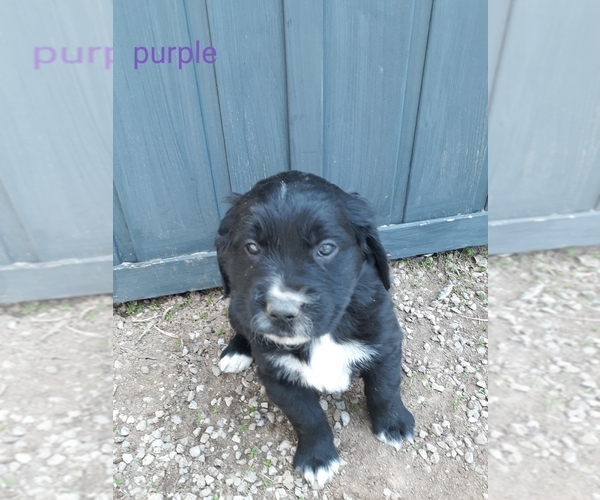 Medium Photo #5 Saint Bernard Puppy For Sale in CRAIG, CO, USA
