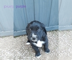 Small Photo #5 Saint Bernard Puppy For Sale in CRAIG, CO, USA