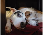 Small #1 American Pit Bull Terrier-American Staffordshire Terrier Mix
