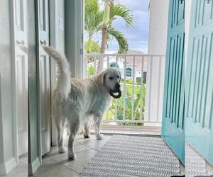 Golden Retriever Dogs for adoption in Bonita Springs, FL, USA