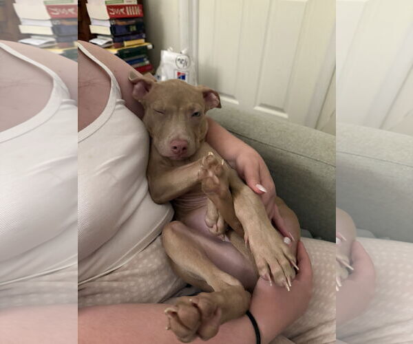 Medium Photo #19 Mutt Puppy For Sale in Philadelphia, PA, USA