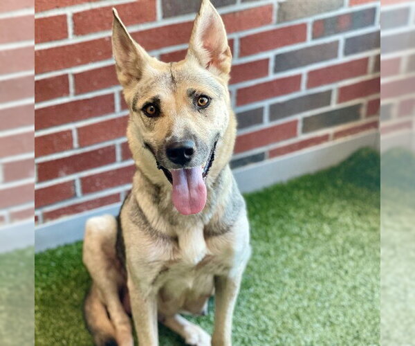 Medium Photo #1 German Shepherd Dog-Unknown Mix Puppy For Sale in Edmond, OK, USA