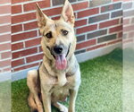 Small German Shepherd Dog Mix