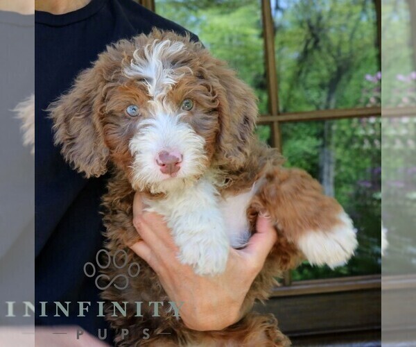 Medium Photo #3 Bernedoodle (Miniature) Puppy For Sale in NARVON, PA, USA