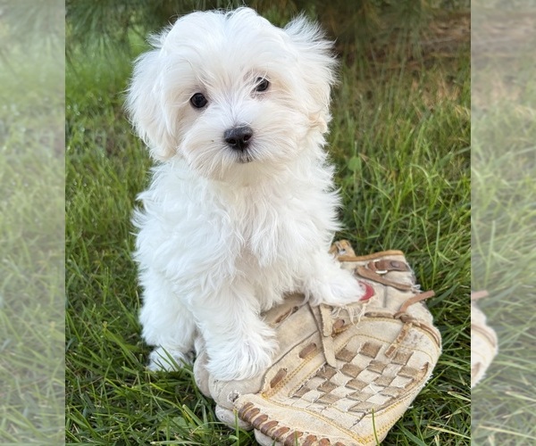 Medium Photo #2 Maltese Puppy For Sale in MIDDLEBURY, IN, USA