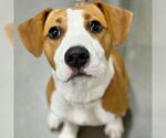 Small #6 Mutt