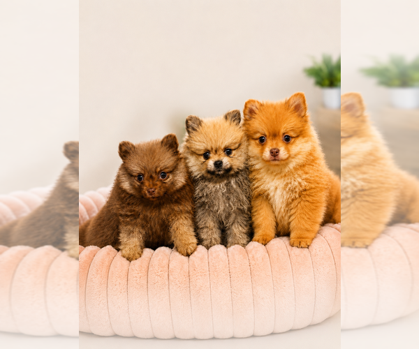 Medium Photo #1 Pomeranian Puppy For Sale in OAKWOOD, GA, USA