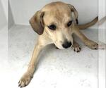 Small #1 Labrador Retriever Mix