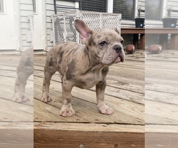 Medium Photo #7 French Bulldog Puppy For Sale in WESTERVILLE, OH, USA