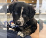 Small Border Collie Mix