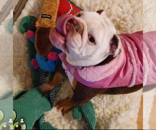 Medium Photo #4 Bulldog Puppy For Sale in Hayward, CA, USA